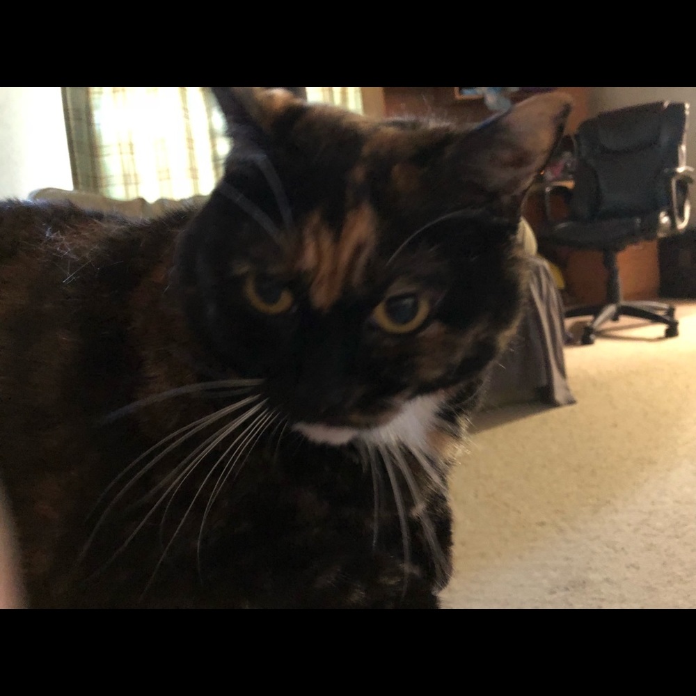 Meet your Posher, Christy - Picture 4 of 4